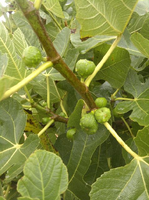 2012-07-31 - beauvoir (07)