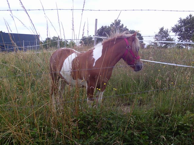 2016-07-10-aizenay (03)