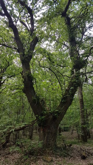 2018-05-16 - breuillet (14)