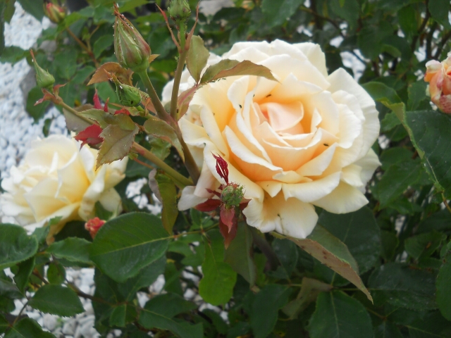 2015-06-21_fontainebleau (04)