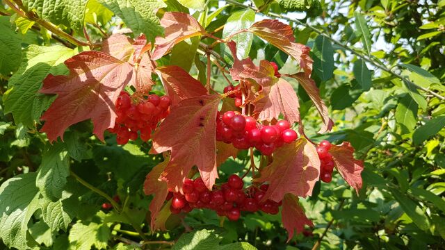 2017-08-23 - corbeil-essonnes (04)