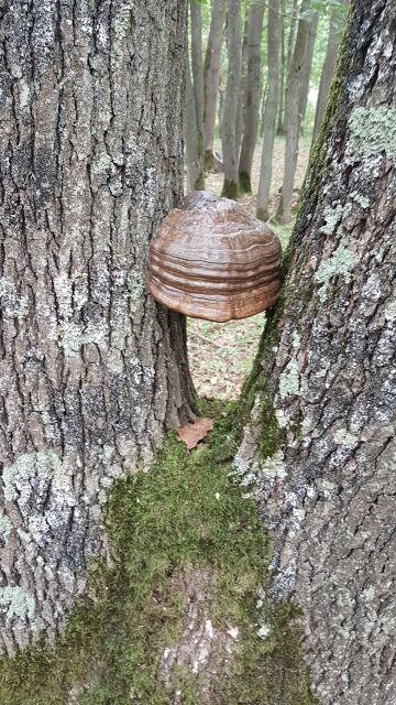 2019-09-22-le coudray-montceaux (11)