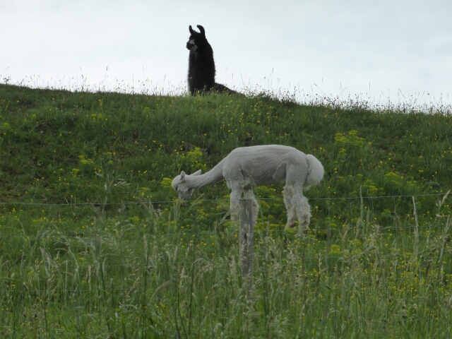 2015-05-15-chatillon-sur-loire (011)