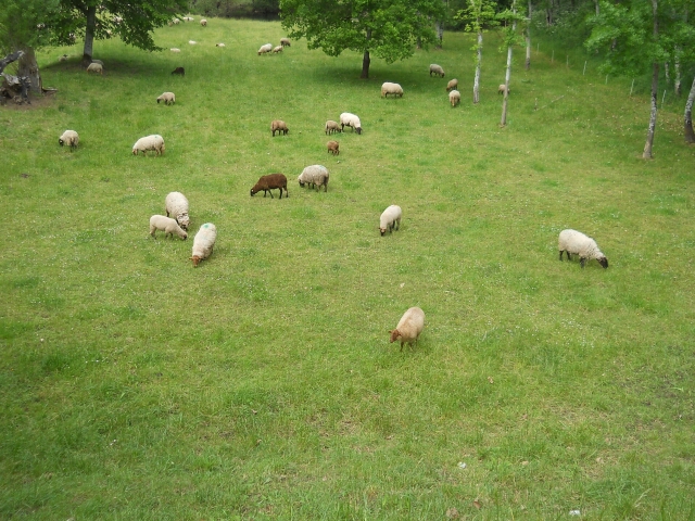 2015-05-15-chatillon-sur-loire (058)