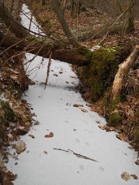 2012-02-05-dammarie (11)