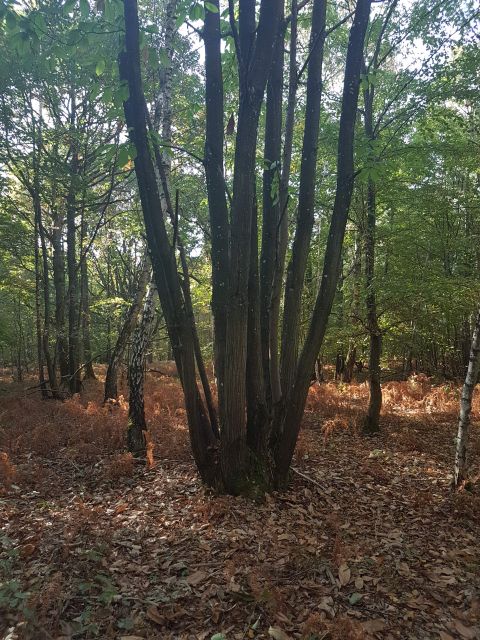2018-10-14 - verneuil-l-etang (17)