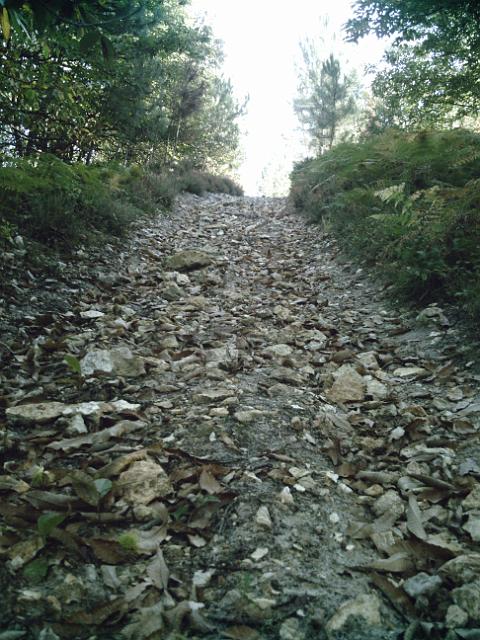 2010-10-03-chataignes (04)