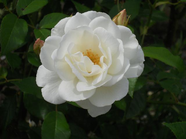 2012-06-24 - montrichard (68)