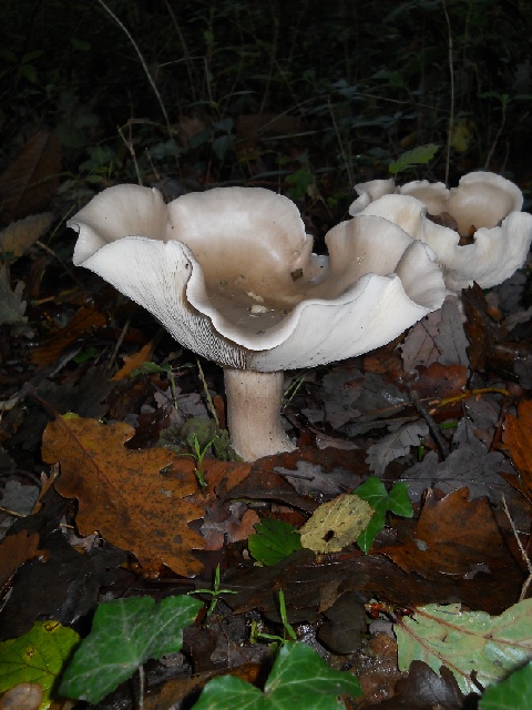 2013-11-11-bondoufle (01)