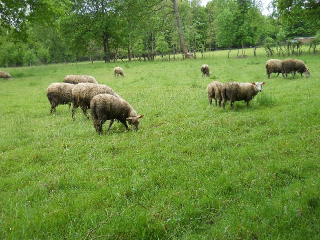 2013-05-19-mormant (03)