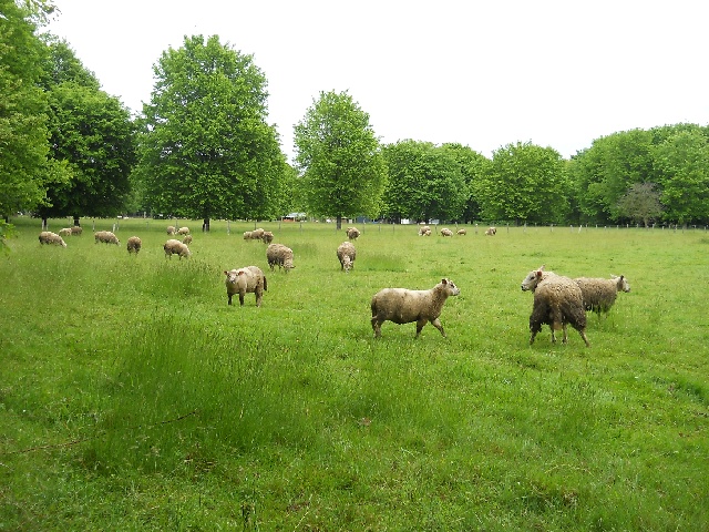 2013-05-19-mormant (04)