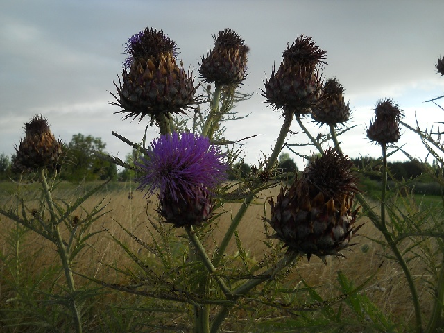 2013-07-30-noirmoutier (00)