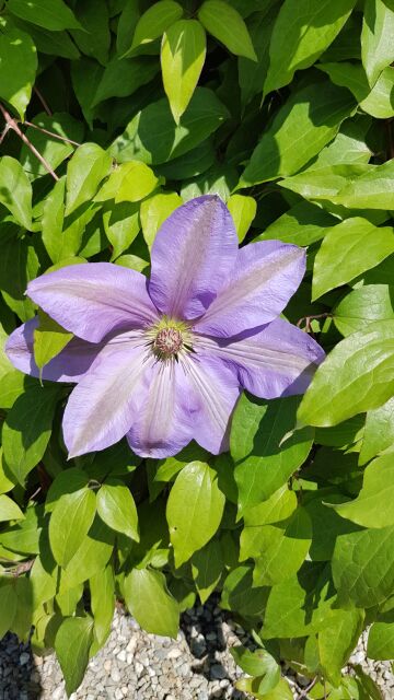 2017-05-25 - conde-sur-vire (054)