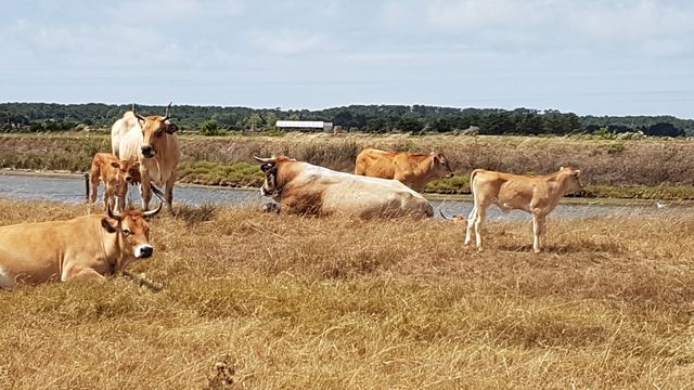 2017-08-02 - la barre-de-monts (15)