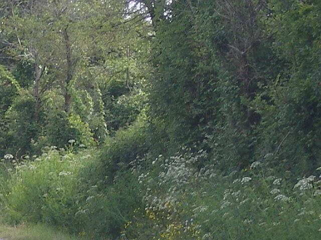 2009-05-21-pornic (022)