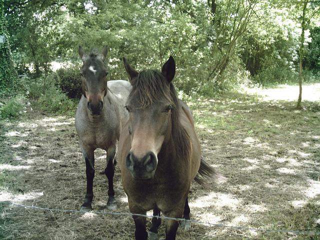 2009-05-23-grandlieu (057)