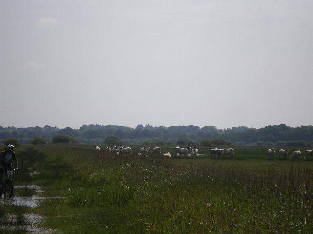 2009-05-23-grandlieu (068)