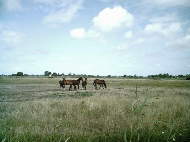 2009-07-14 - sallertaine (09)