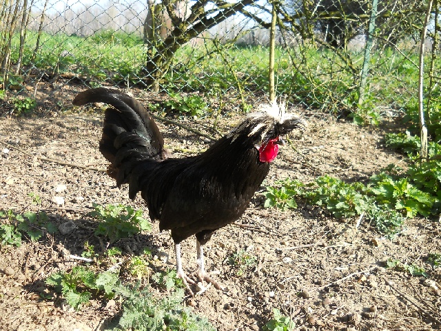 2014-03-16-limeil (05)
