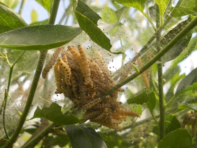 2015-05-14-cosne-sur-loire (062)