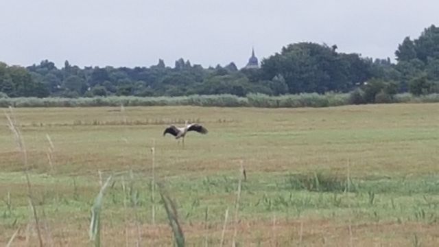 2017-07-27_bouin (07)