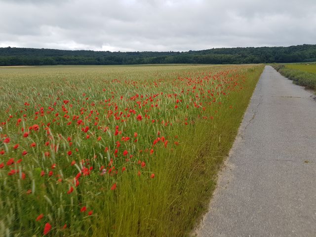 2019-06-14-boissy-sous-saint-yon (02)