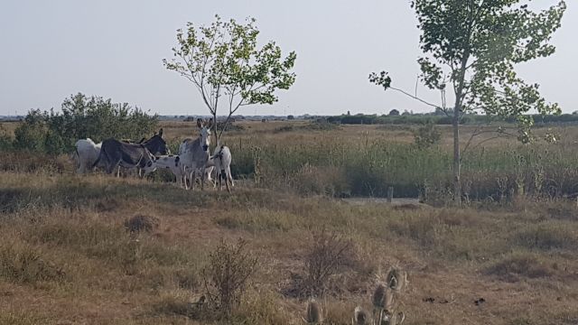 2019-07-23 - bouin (05)
