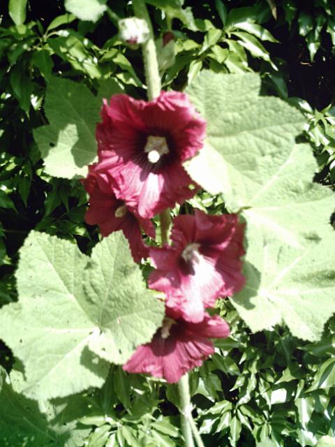2010-06-27-mennecoise (11)