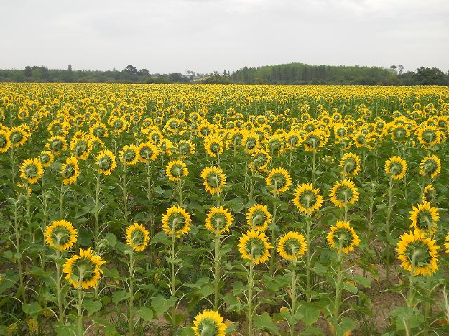 2012-07-27-givrand (01)