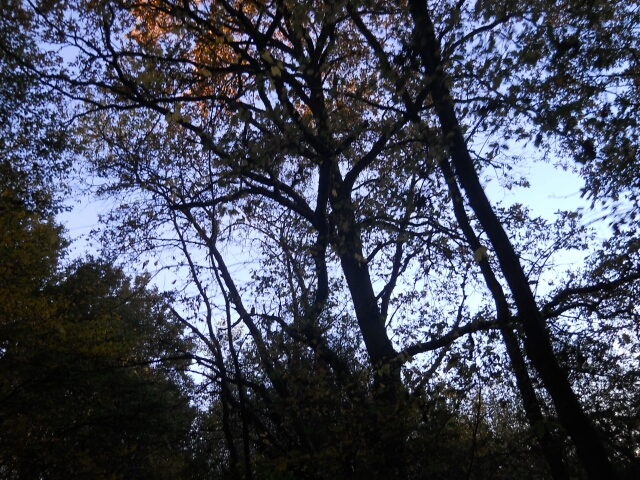 2015-10-30-bondoufle (05)