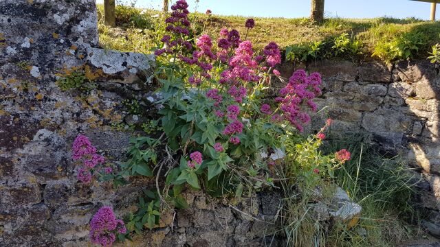 2017-05-26 - coutances (035)
